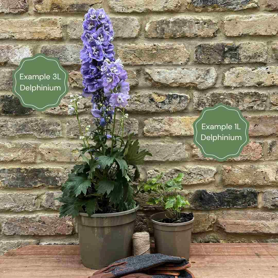 Delphinium 'Highlander Moonlight' - Image 4