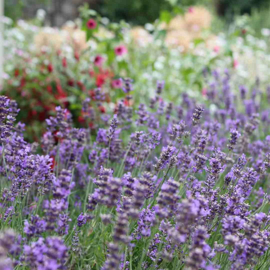 Lavender 'Hidcote Improved' - Image 2