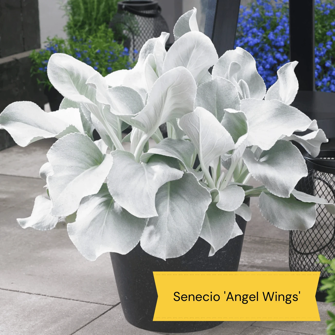 Sensory Garden Plants | Tactile, Bright & Fragrant - Image 2