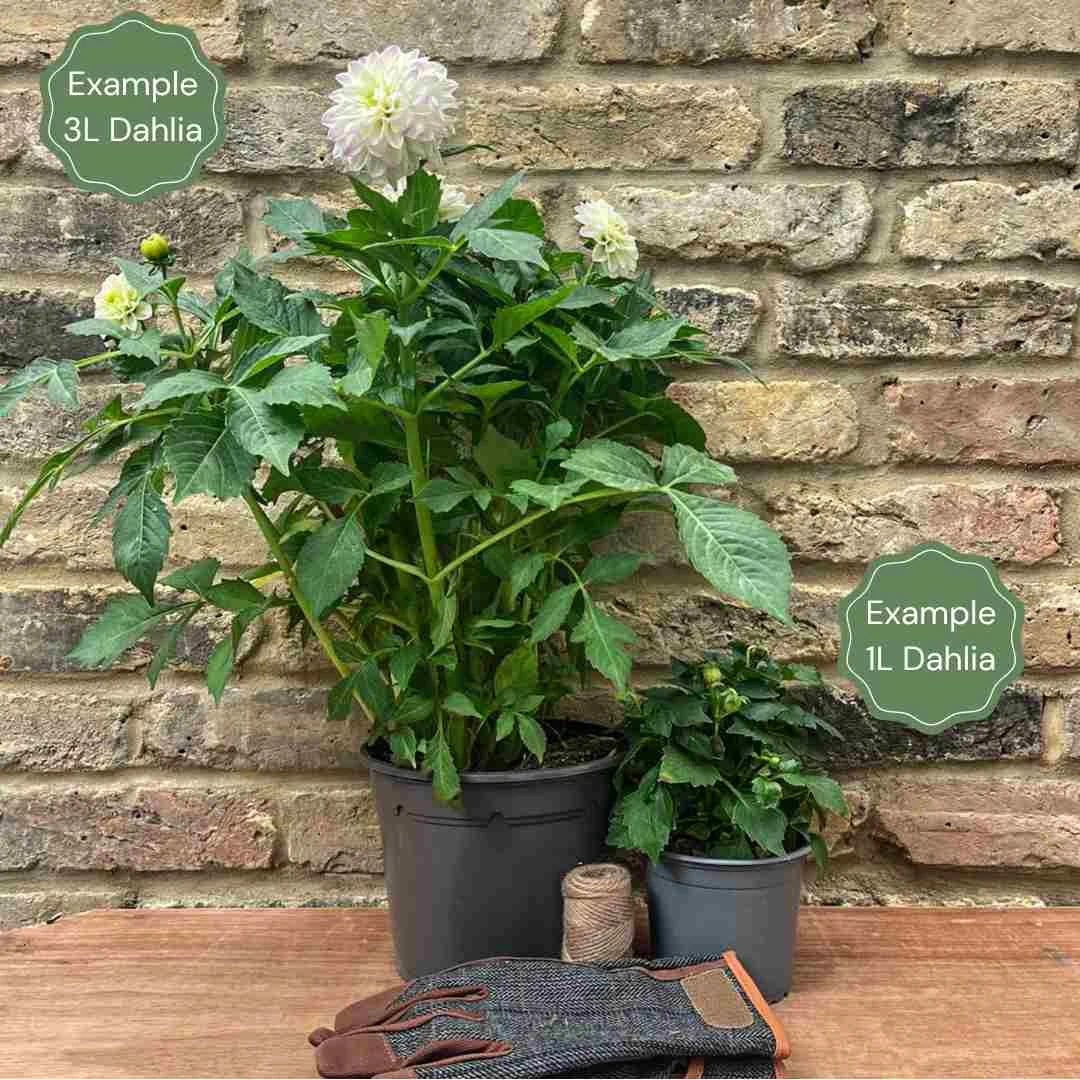 Dahlia 'Dahlegria Red' - Image 2