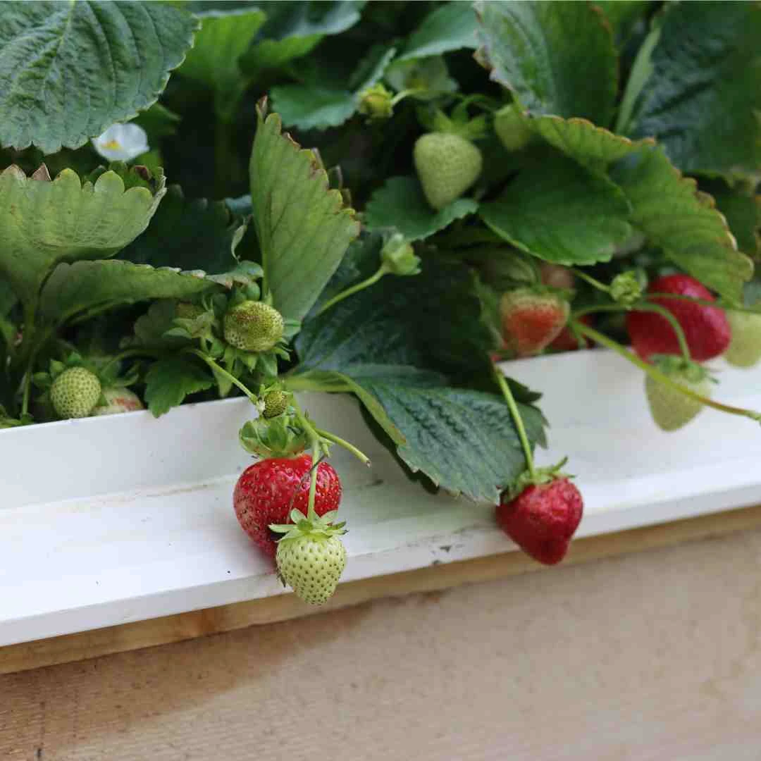 Cambridge Favourite Strawberry Plants - Image 3