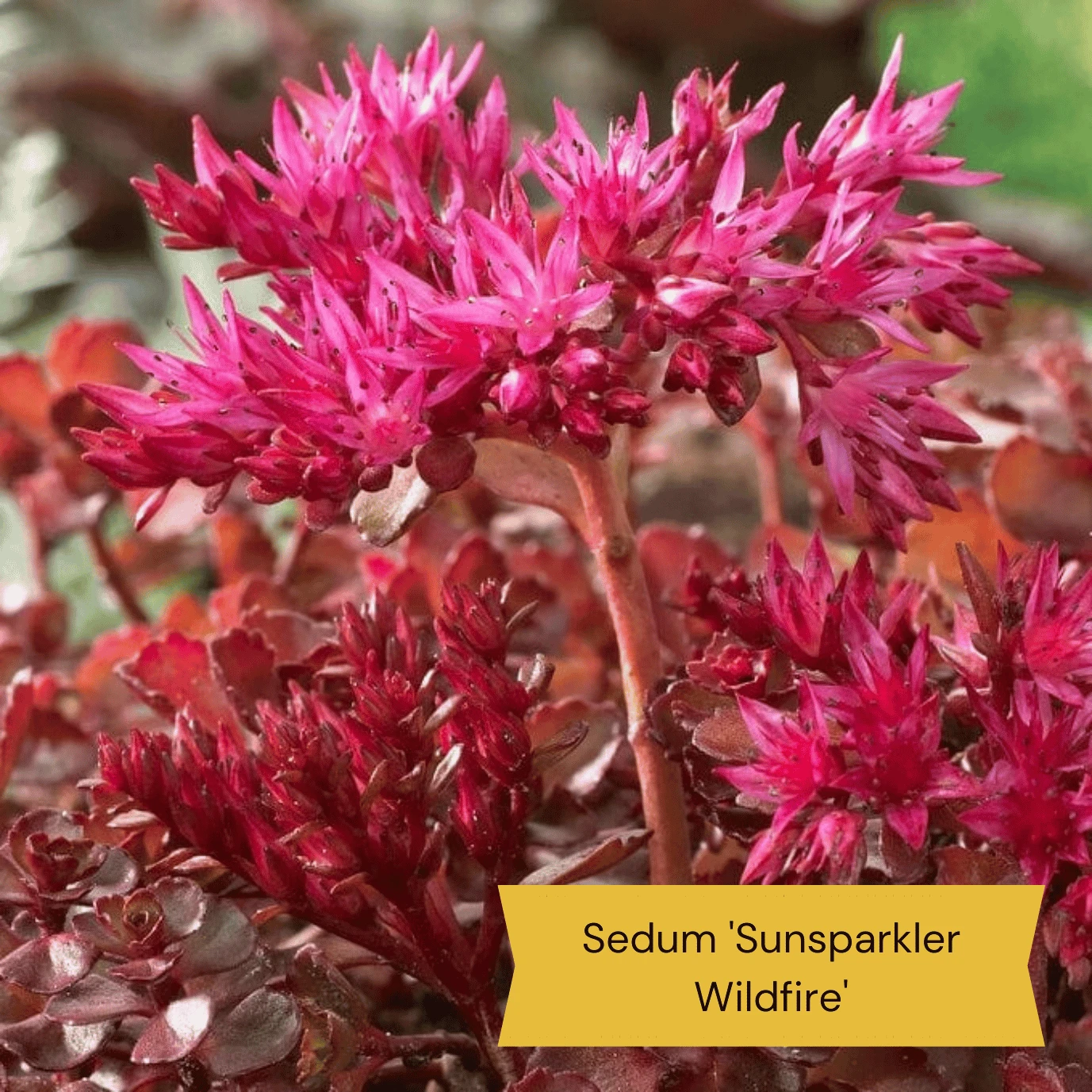 Sensory Garden Plants | Tactile, Bright & Fragrant - Image 4