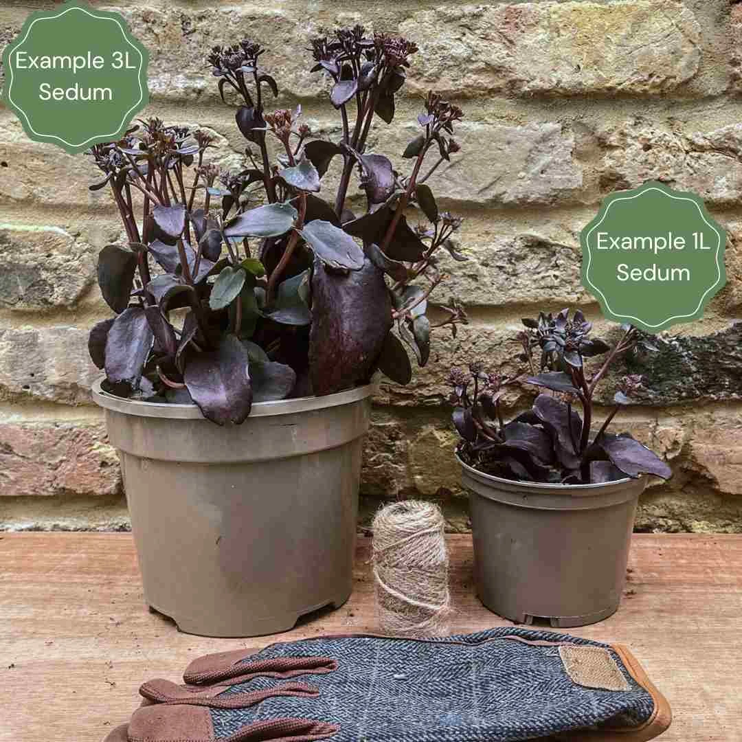 Sedum 'Rose Carpet' - Image 3