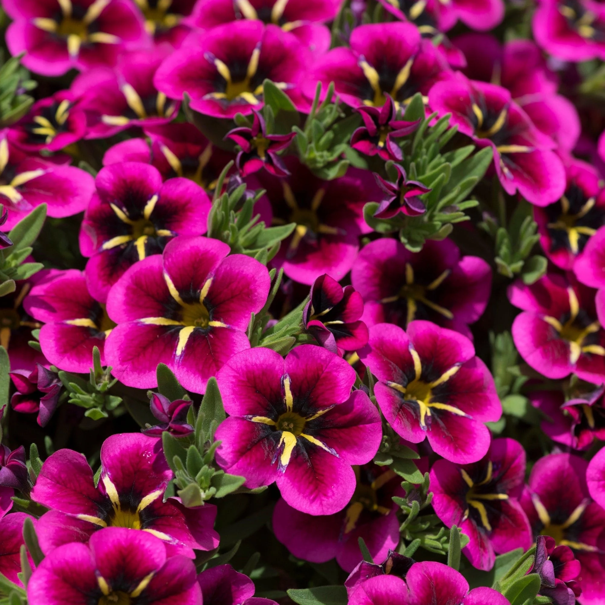 12 Annuals For Hanging Baskets | The Dark Side Of The Moon Collection | Calibrachoa, Petunia & Dahlia - Image 5