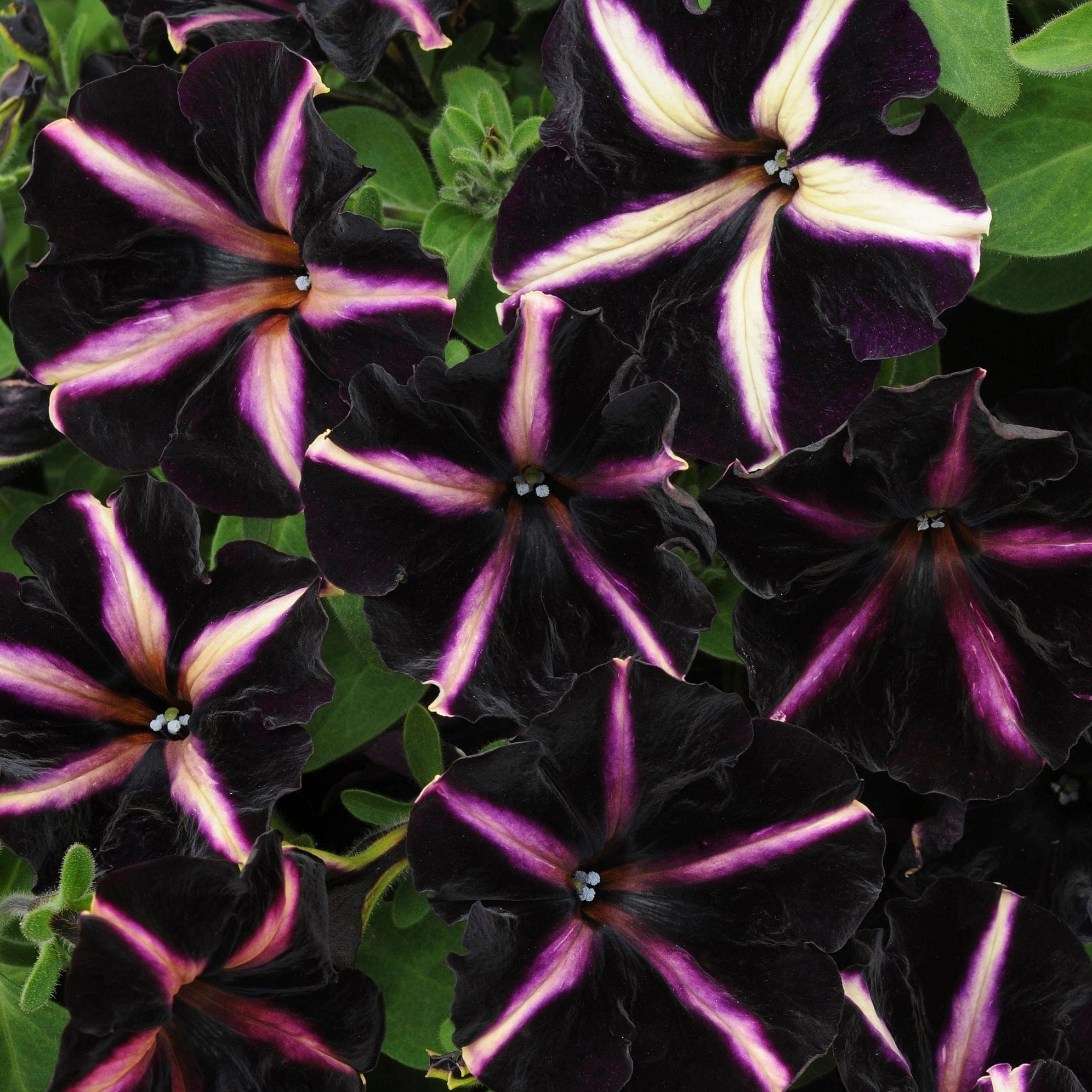 12 Annuals For Hanging Baskets | The Dark Side Of The Moon Collection | Calibrachoa, Petunia & Dahlia - Image 7