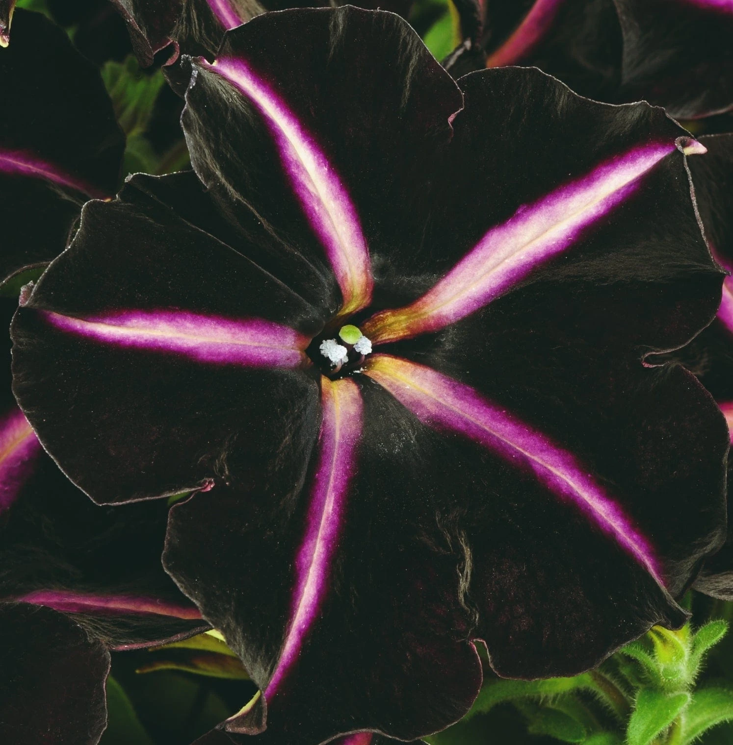 12 Annuals For Hanging Baskets | The Dark Side Of The Moon Collection | Calibrachoa, Petunia & Dahlia - Image 6
