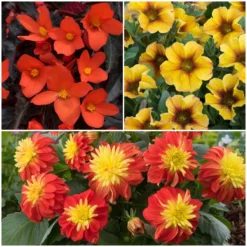 12 Annuals For Pots | The Waterloo Sunset Collection | Petunia, Dahlia & Begonia