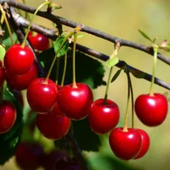 'Burlat' Cherry Tree