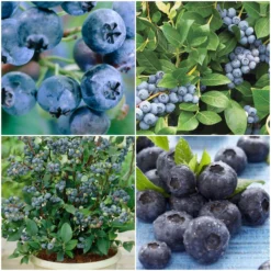 All Season Blueberry Plants Collection