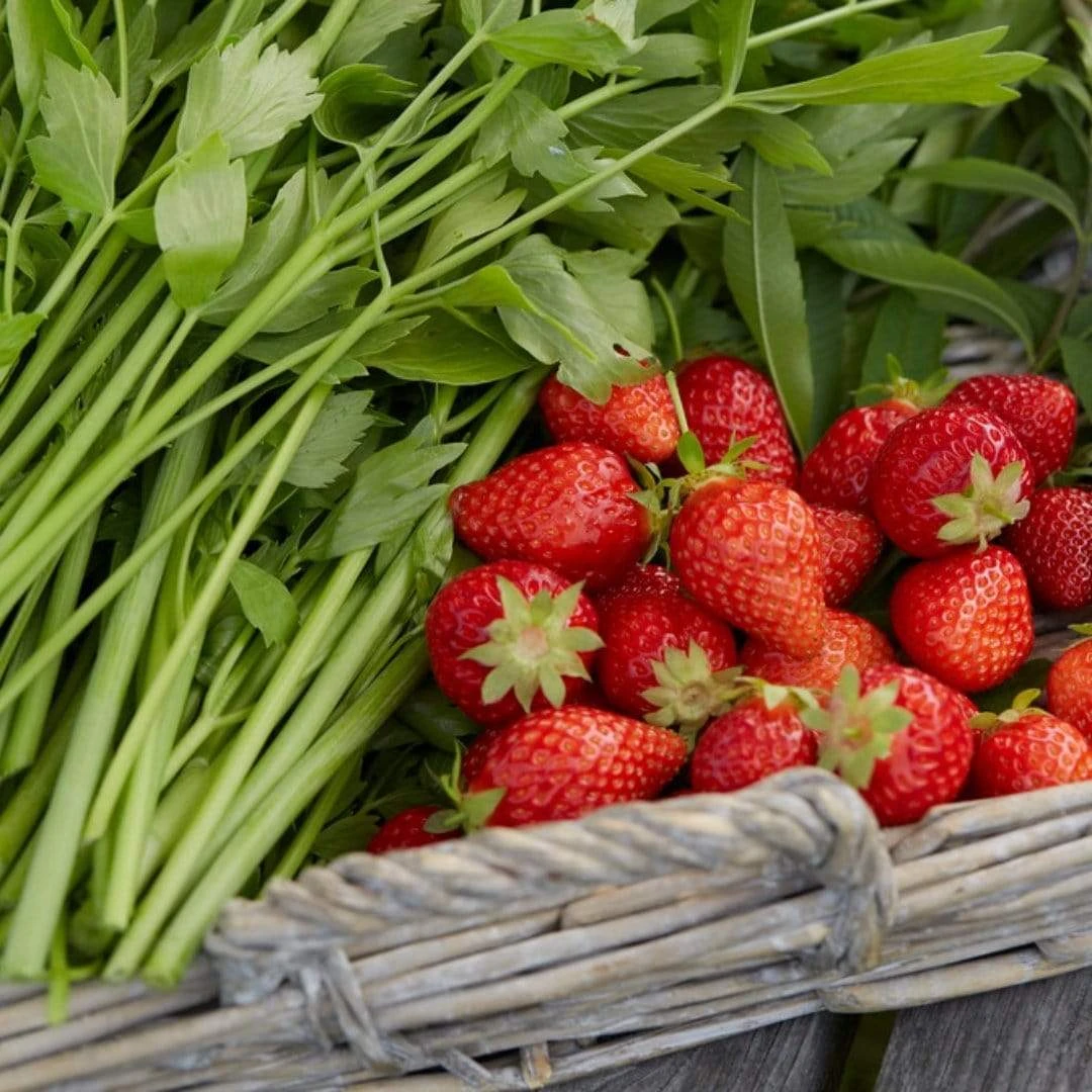 Cambridge Favourite Strawberry Plants - Image 2