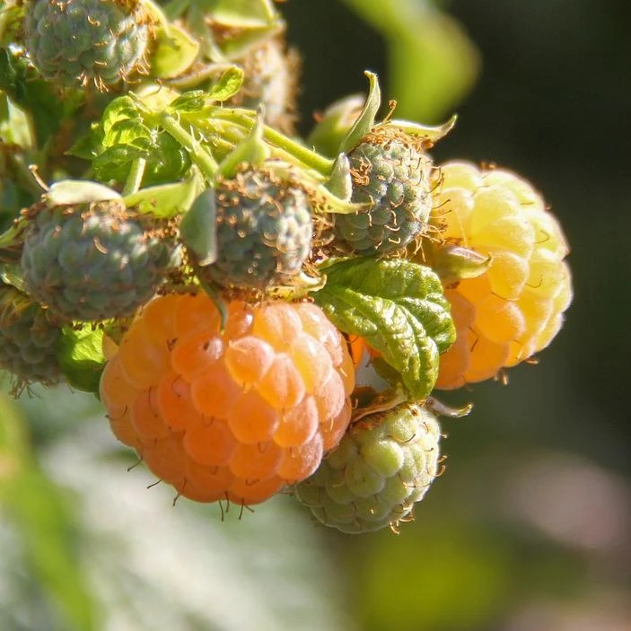 All Gold Raspberry Plants - Image 2