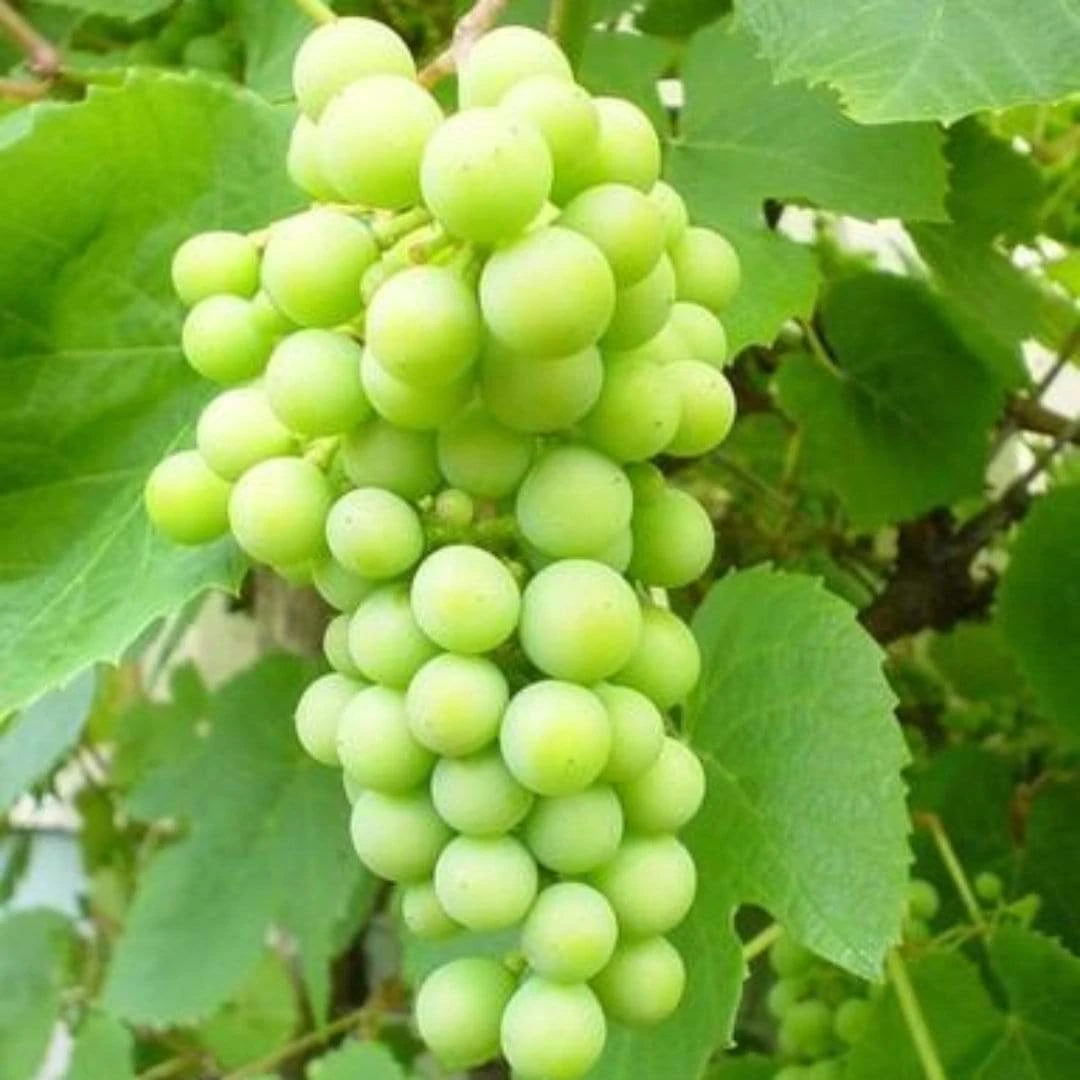 Seedless Outdoor Grape Collection - Image 3