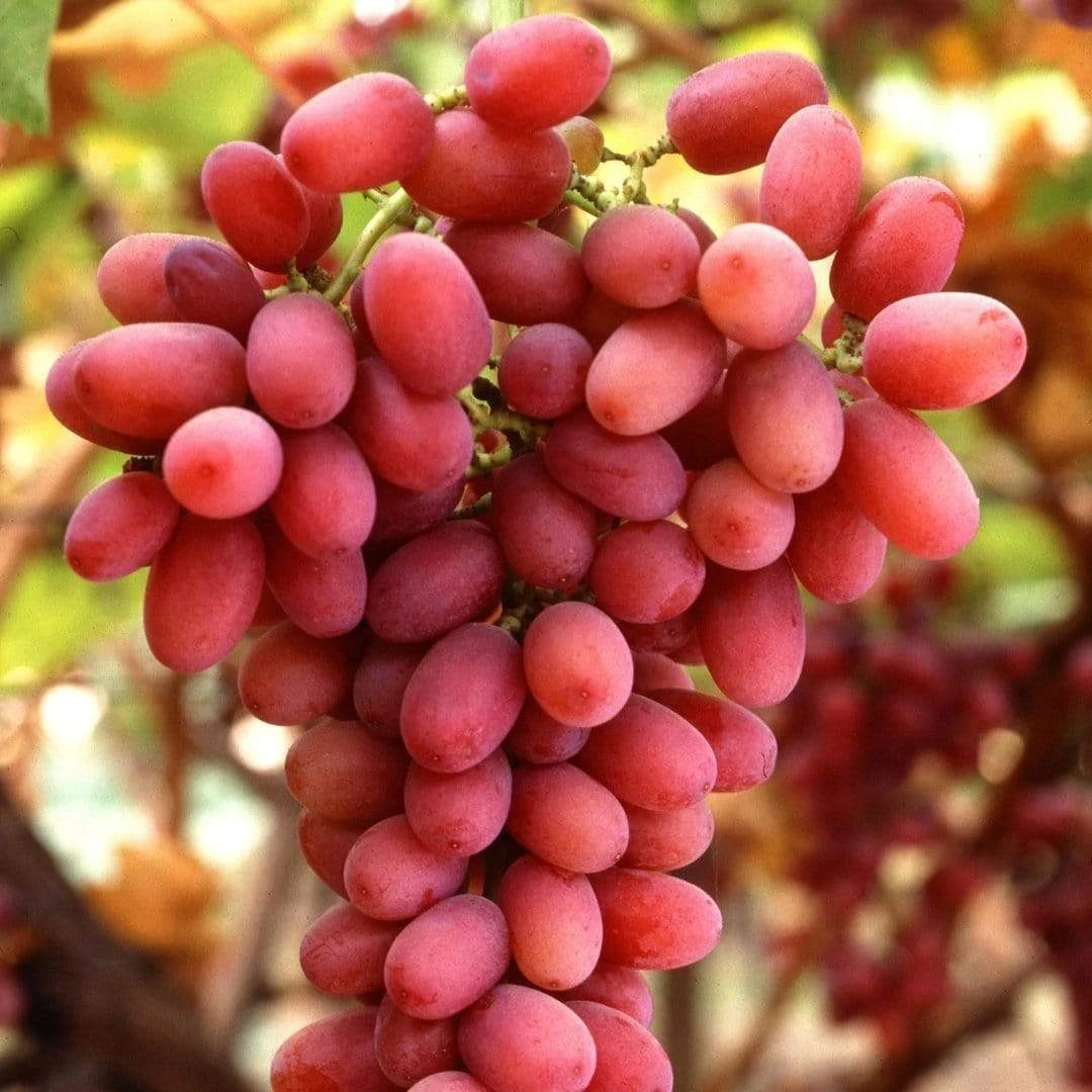'Crimson Seedless' Grape Vine - Image 2