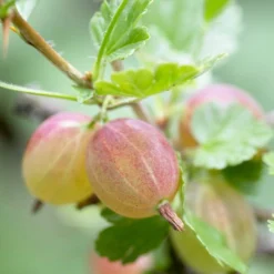 Invicta Gooseberry Bush