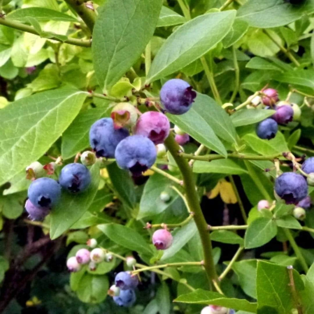 Goldtraube Blueberry Bush - Image 2