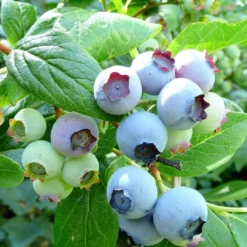 Bluecrop Blueberry Bush