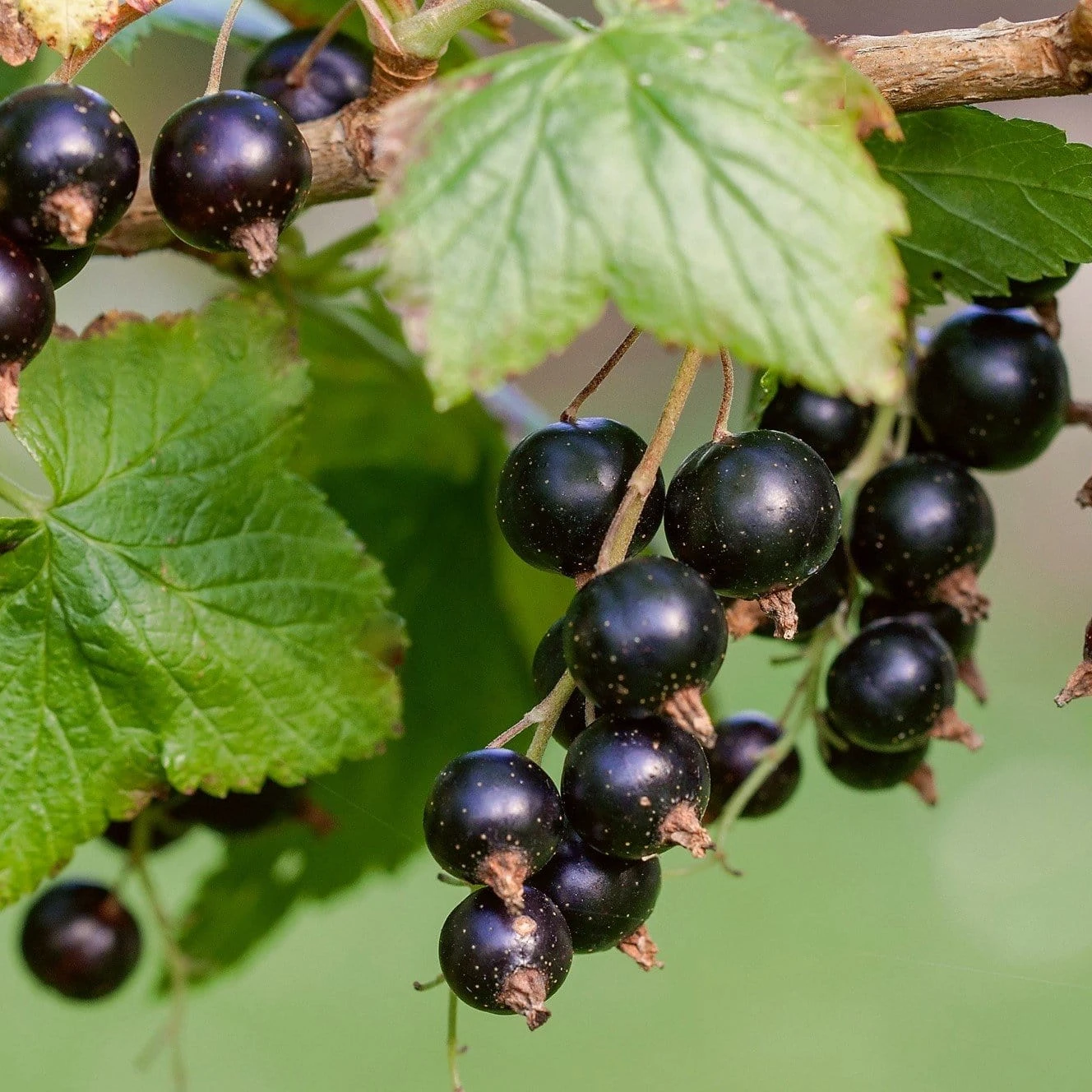 Ben Lomond Blackcurrant Bush - Image 3