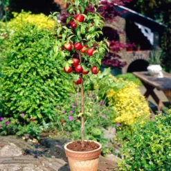 Lord Napier Nectarine Tree