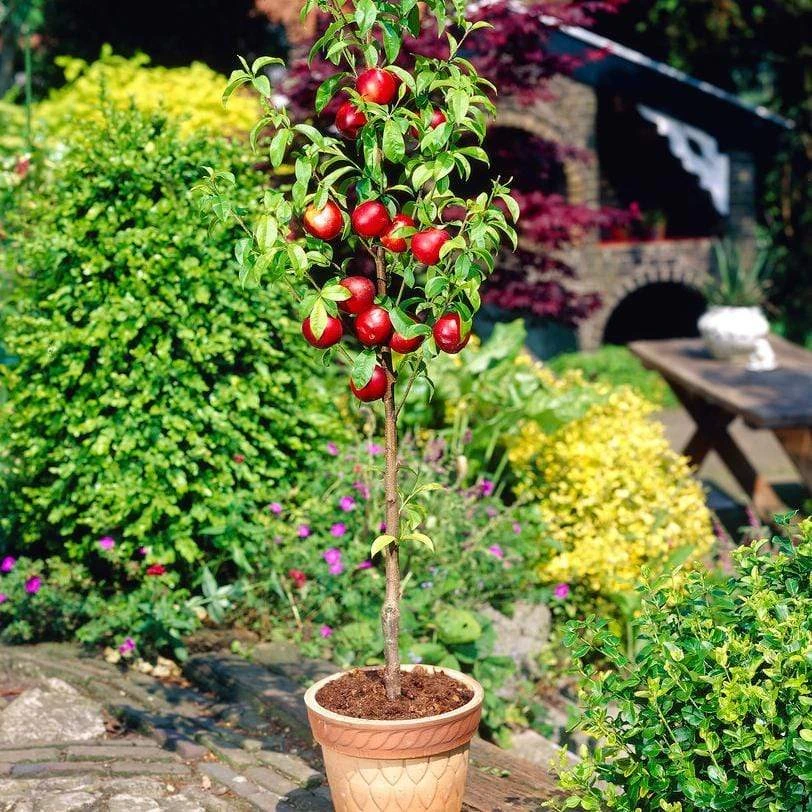 The 3 Best Fruits To Grow In Pots | Nectarine, Fig & Blueberry - Image 2