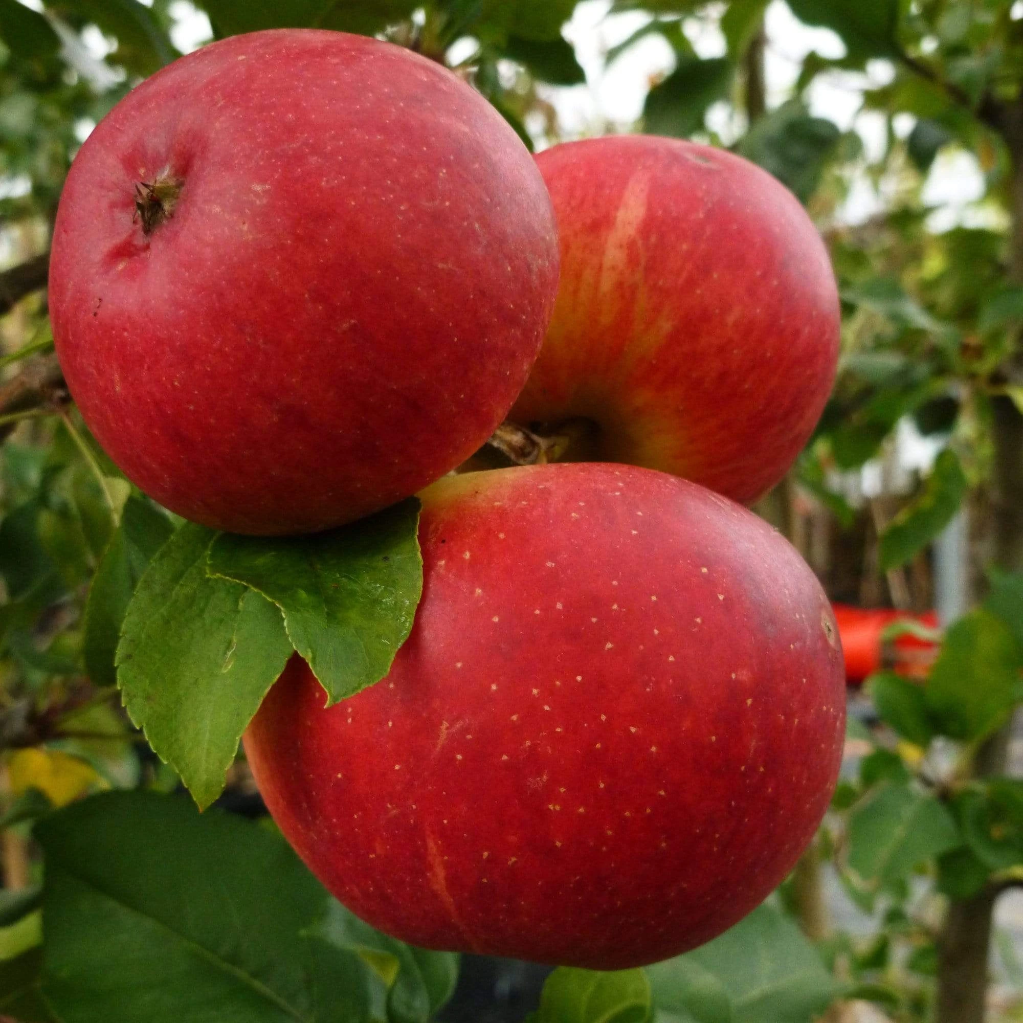 Endless Apples Collection | Scrumptious, Braeburn Hillwell, James Grieve & Red Windsor - Image 3