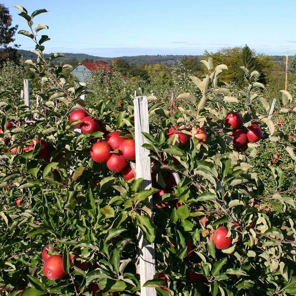 Endless Apples Collection | Scrumptious, Braeburn Hillwell, James Grieve & Red Windsor - Image 4