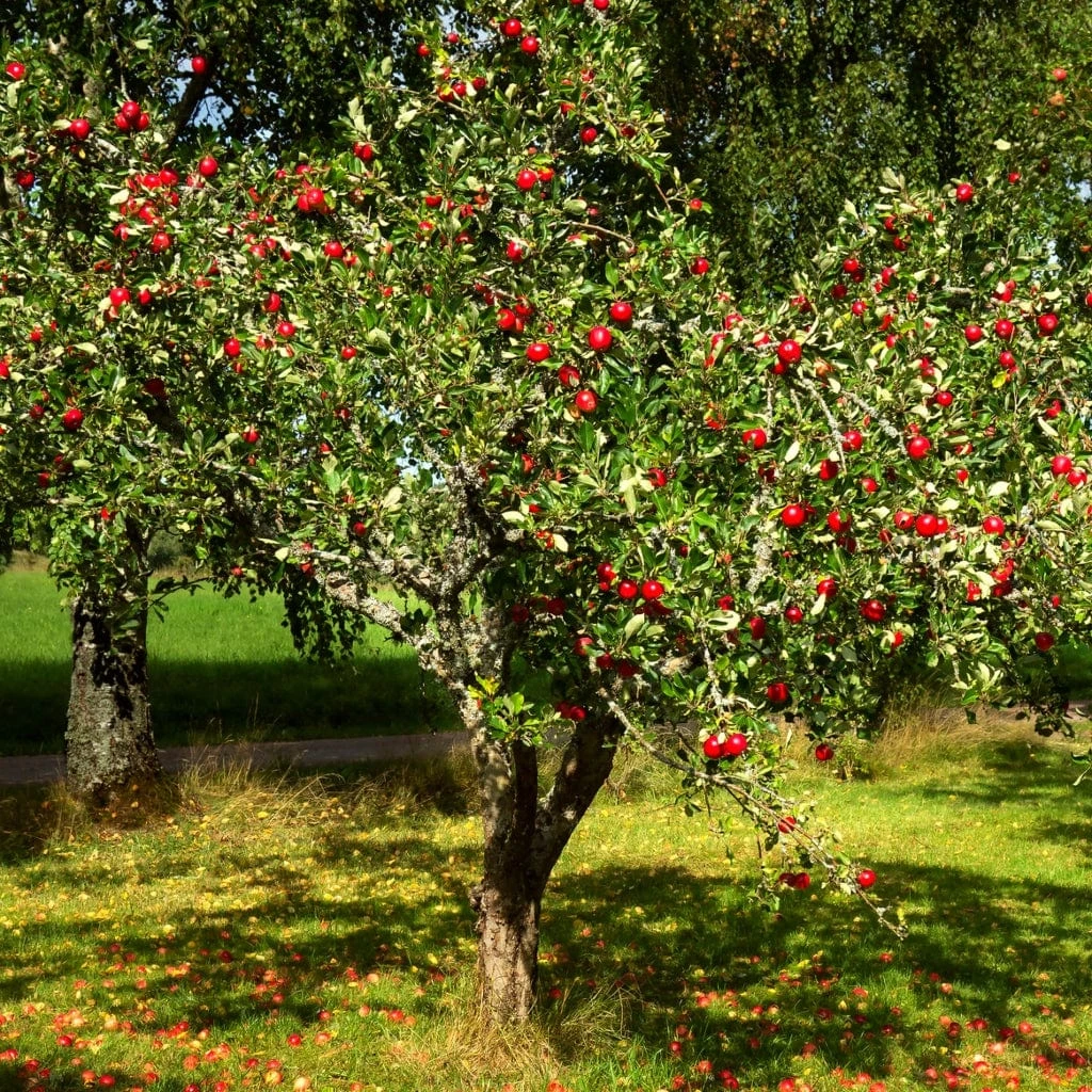 Red Windsor® Apple Tree - Image 4