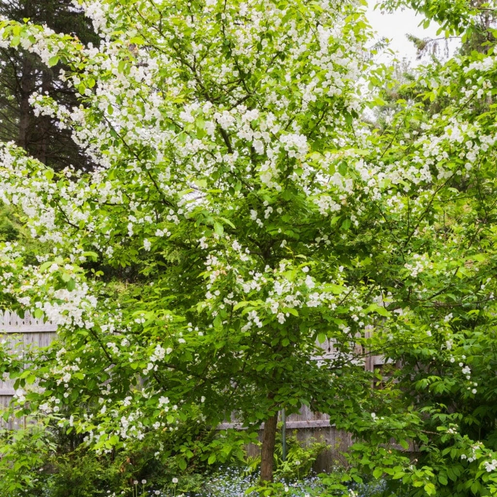 Red Windsor® Apple Tree - Image 5