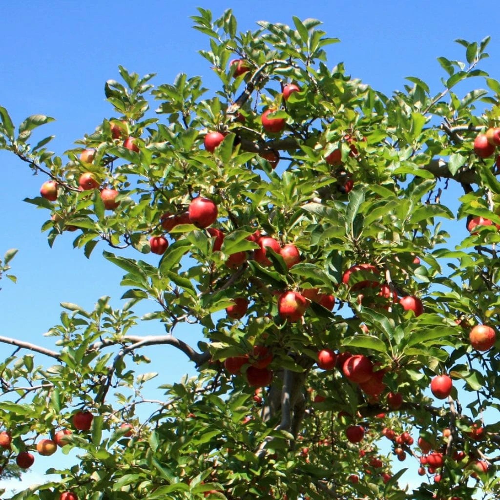 Red Windsor® Apple Tree - Image 7
