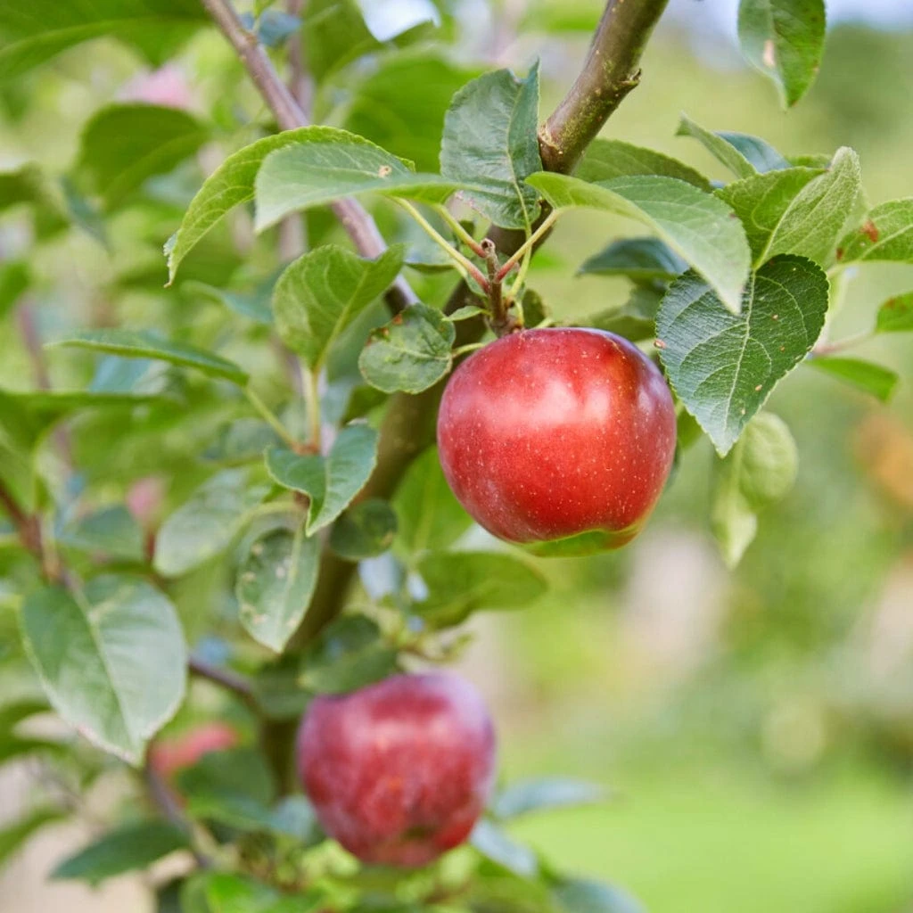 Red Windsor® Apple Tree - Image 3