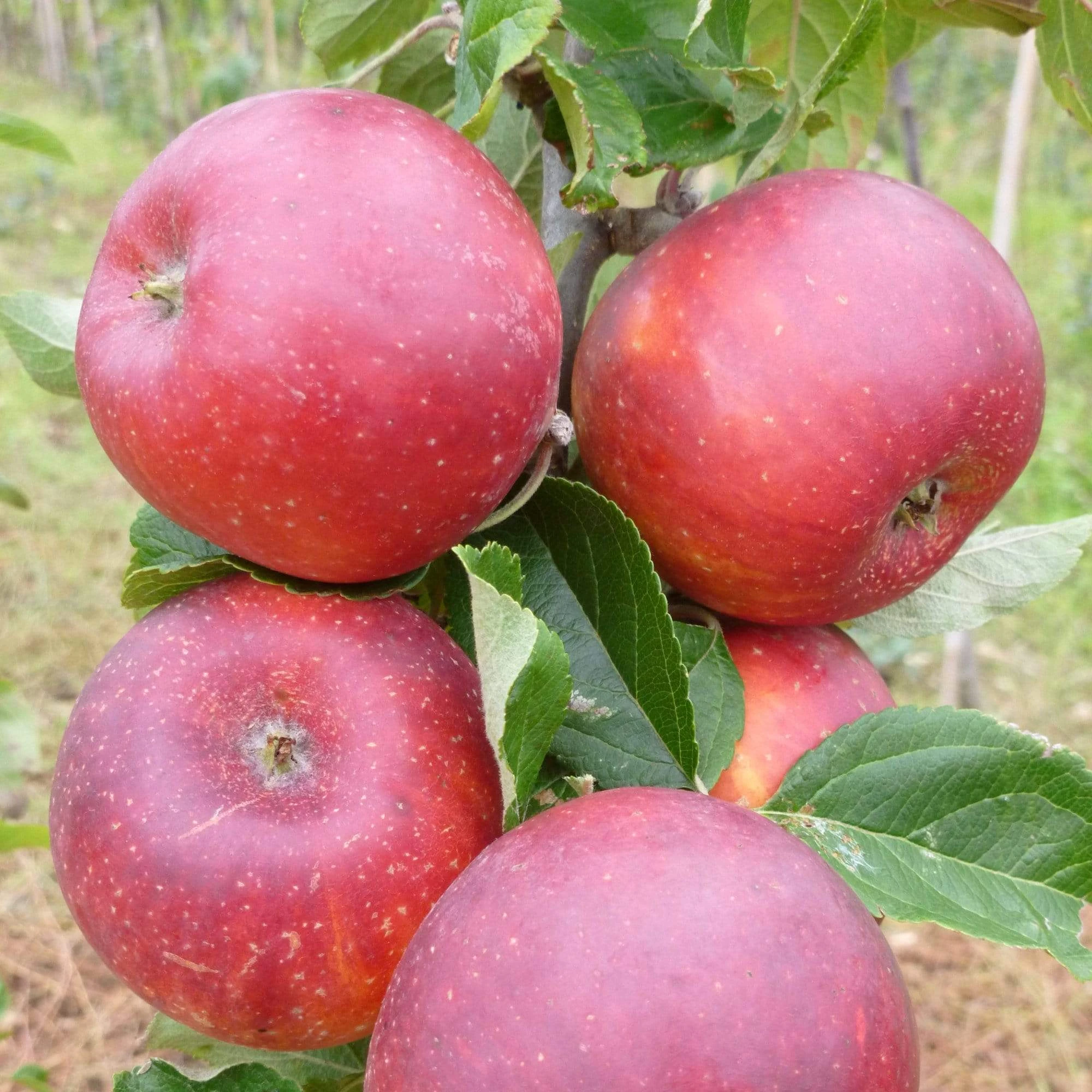 Red Windsor® Apple Tree - Image 6