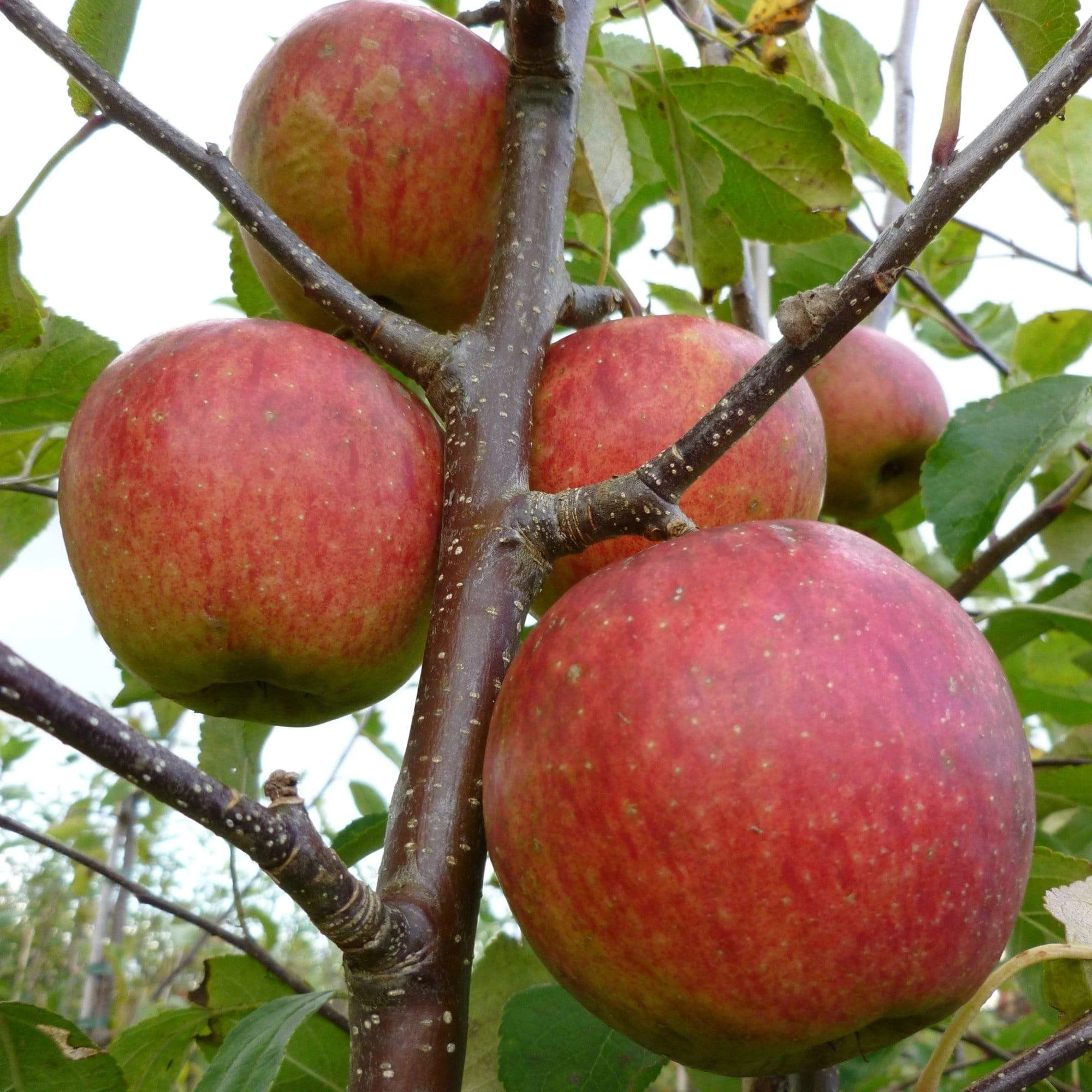 Falstaff Apple Tree - Image 4