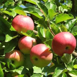 'Discovery' Semi-Dwarf Apple Tree