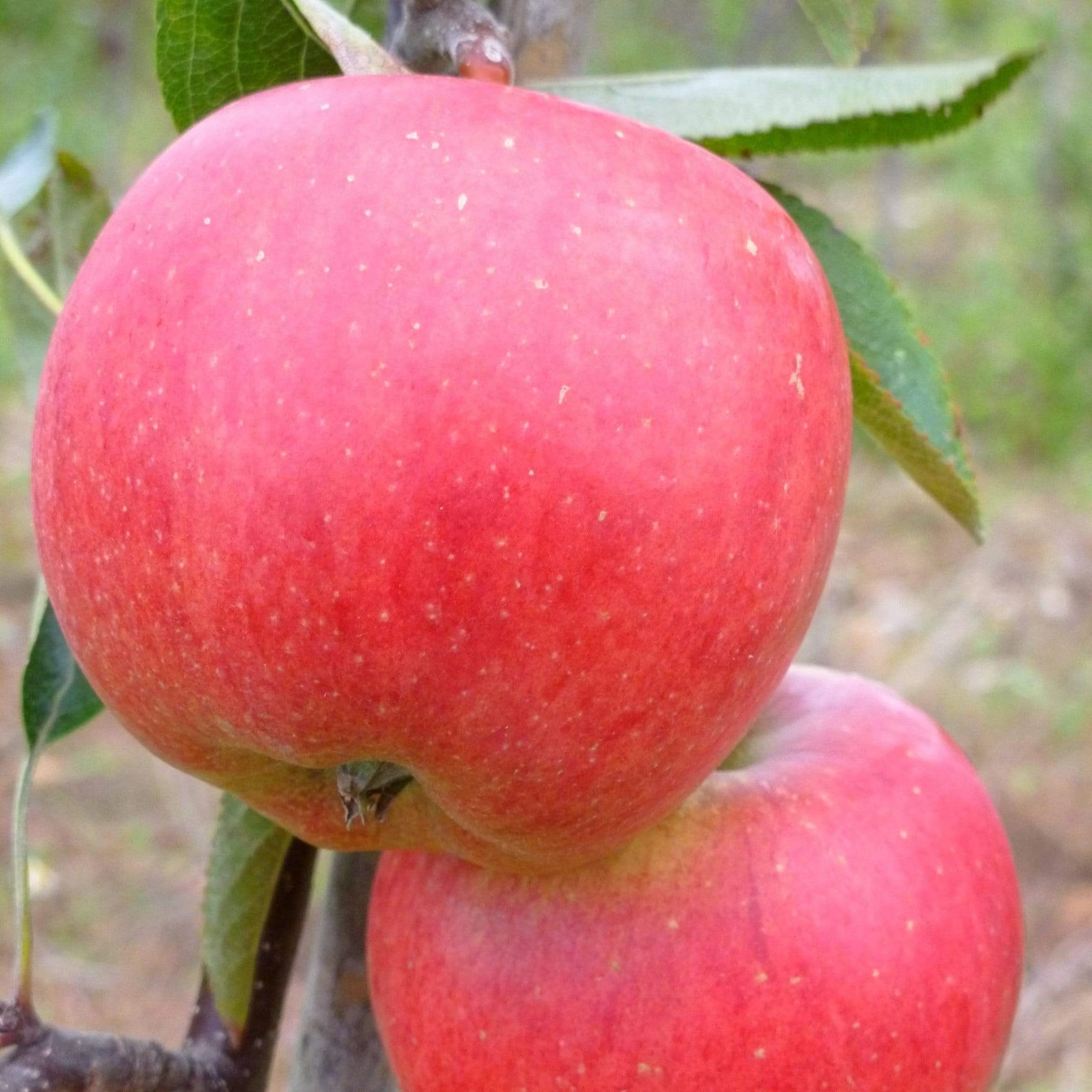 Endless Apples Collection | Scrumptious, Braeburn Hillwell, James Grieve & Red Windsor - Image 7
