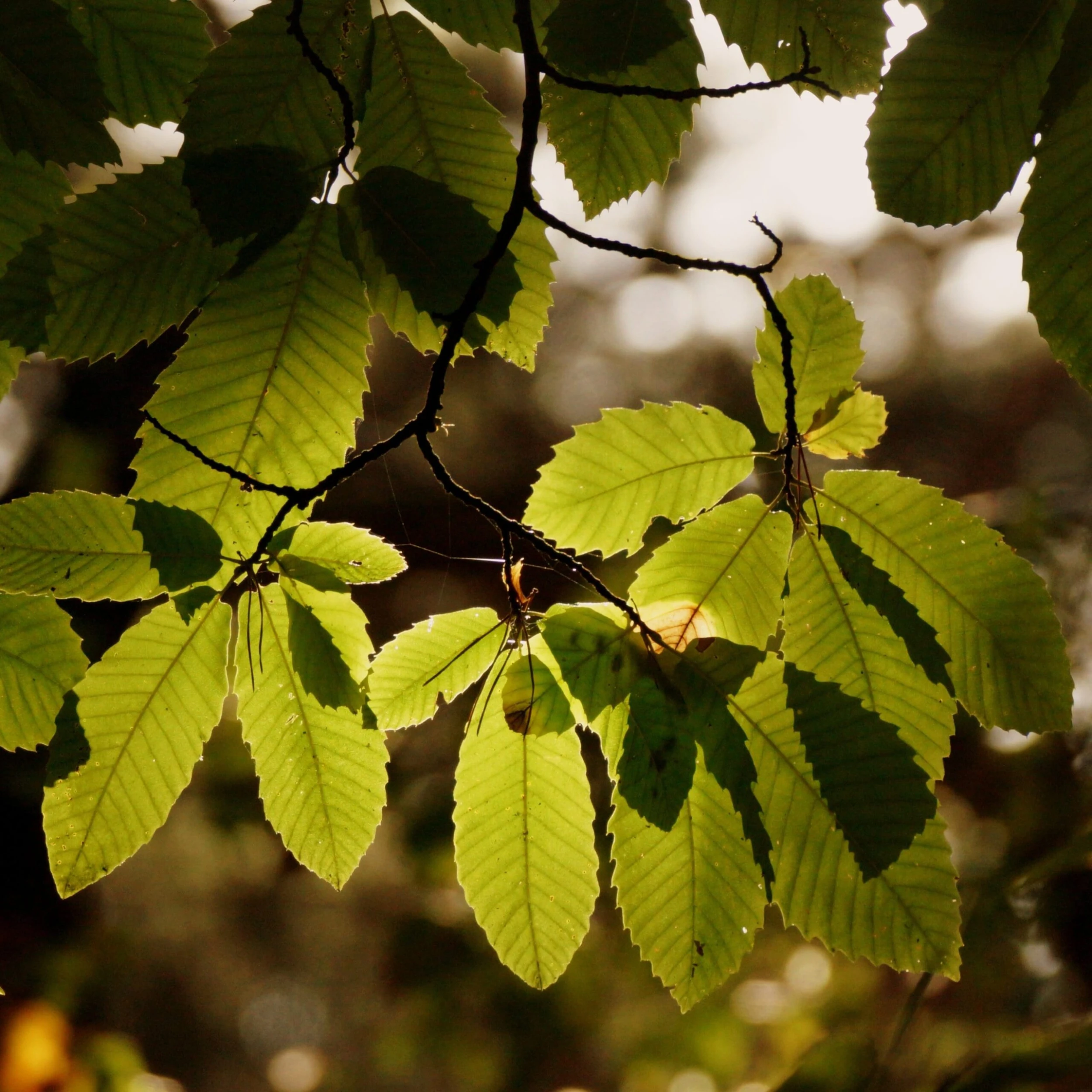 Chestnut Tree | Castanea Sativa - Image 5