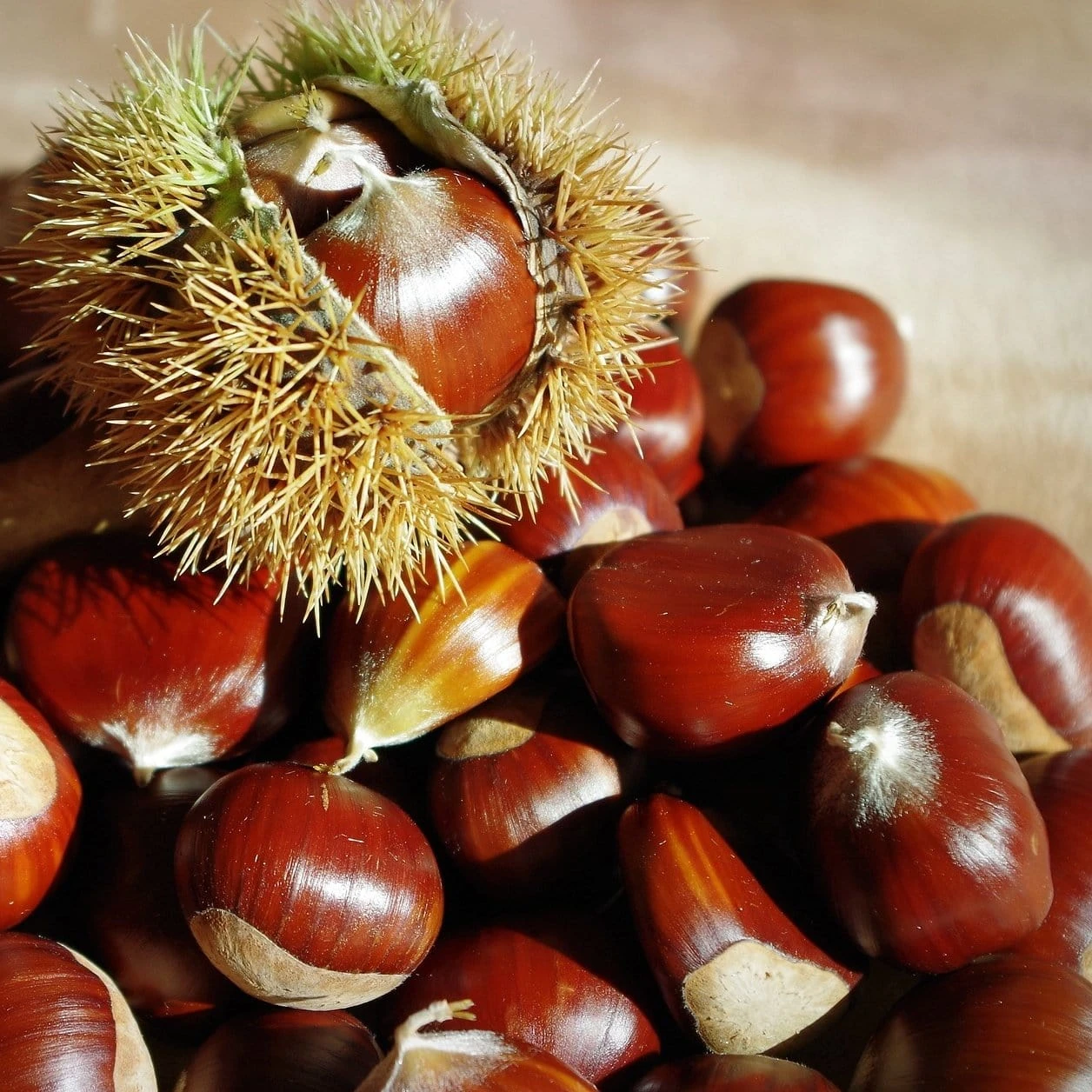 Chestnut Tree | Castanea Sativa - Image 4