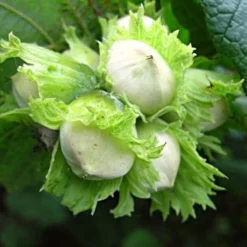 'Hall'sche Reissenuss' / 'Merveille De Bollwyller' Cobnut Tree