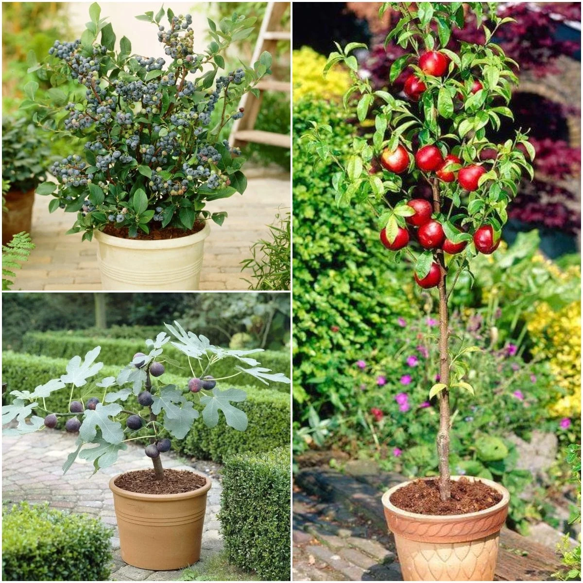 The 3 Best Fruits To Grow In Pots | Nectarine, Fig & Blueberry