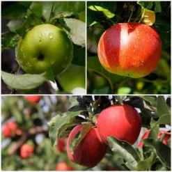 Cross-Pollinating Apple Collection | Bramley, Gala & Discovery
