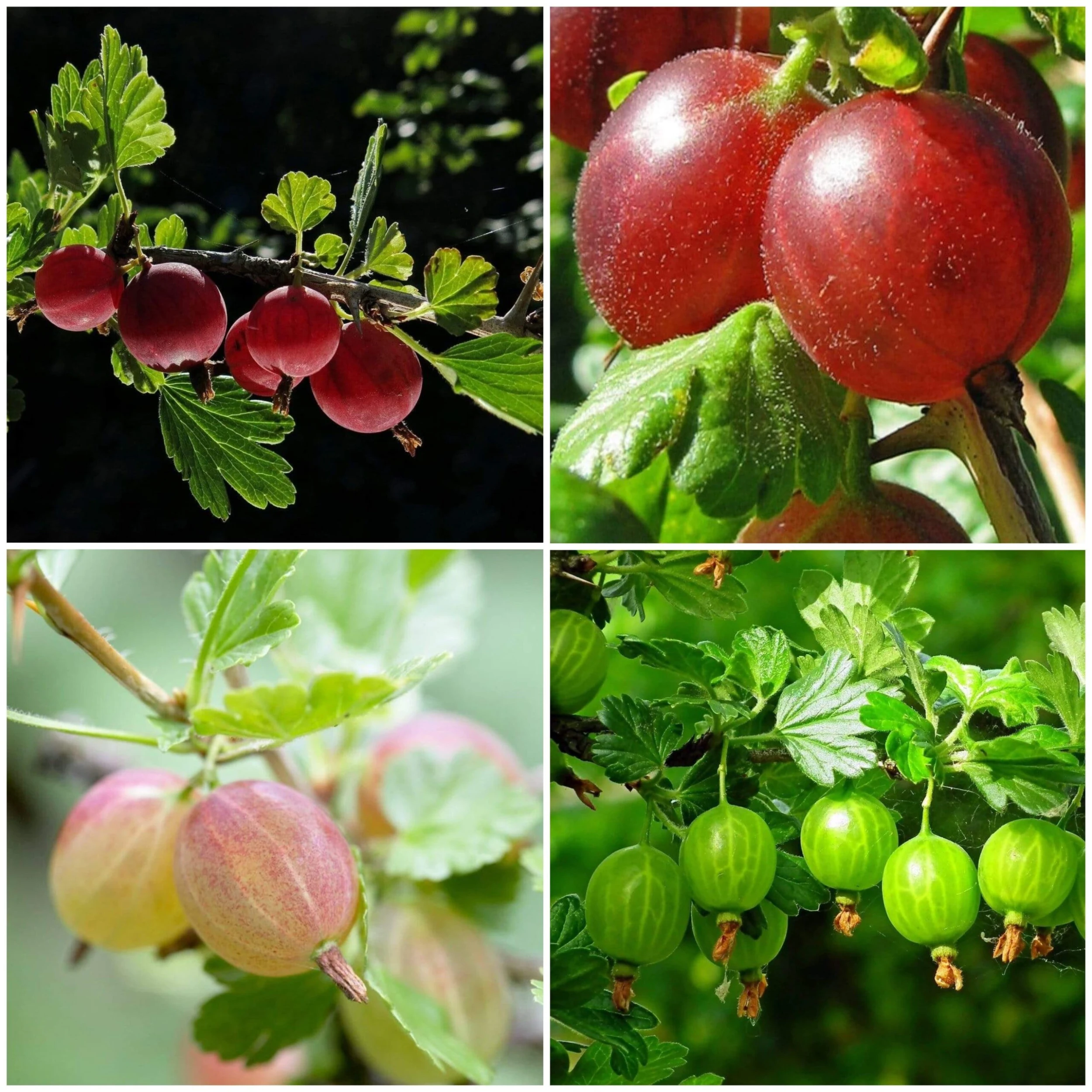 Complete Gooseberry Collection | Red, White & Green