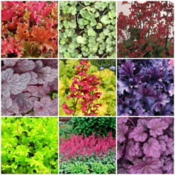 The All Year Round Heuchera Collection