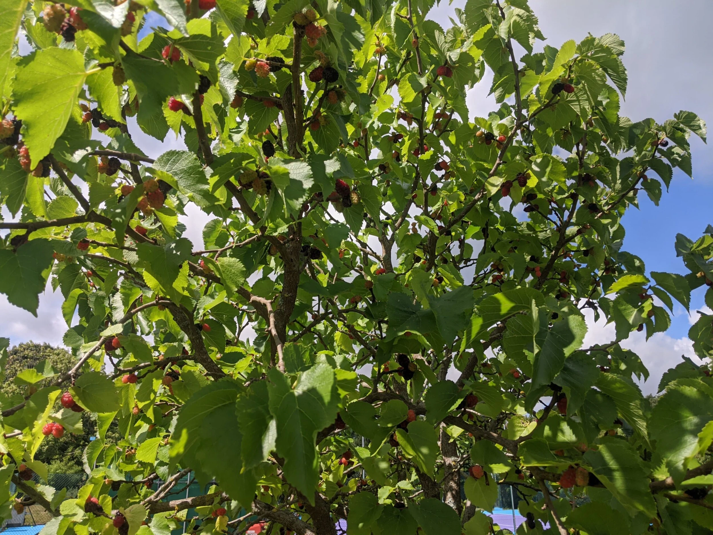 Wellington Mulberry Tree - Image 5