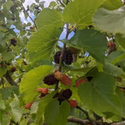 Repsime Mulberry Tree