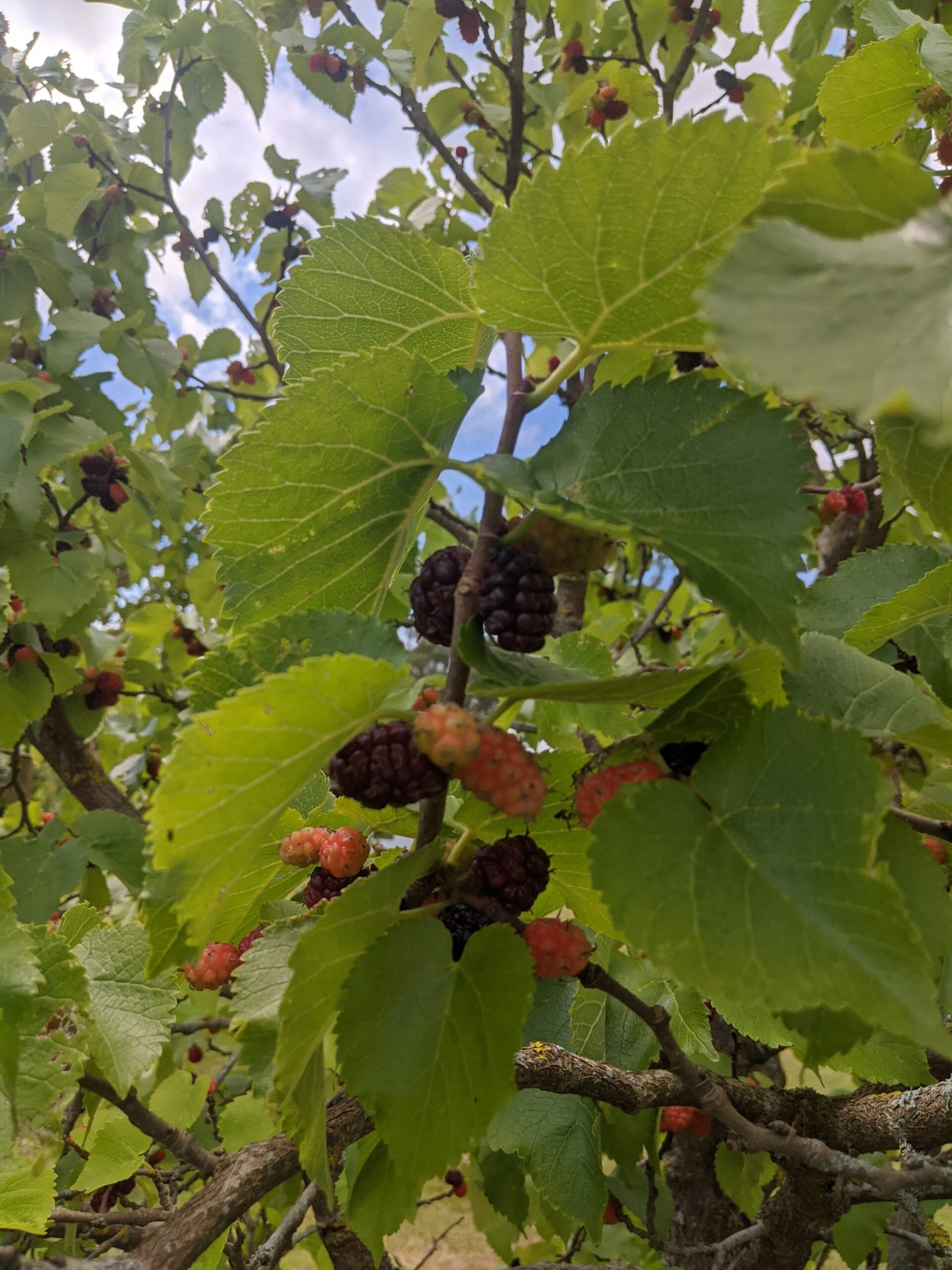 Wellington Mulberry Tree - Image 2