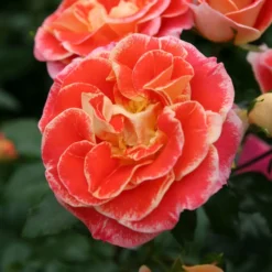 'Airbrush' Floribunda Rose