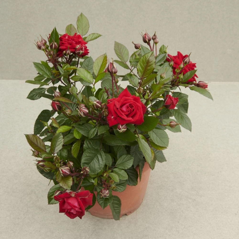 'Parade Karla' Patio Shrub Rose - Image 2