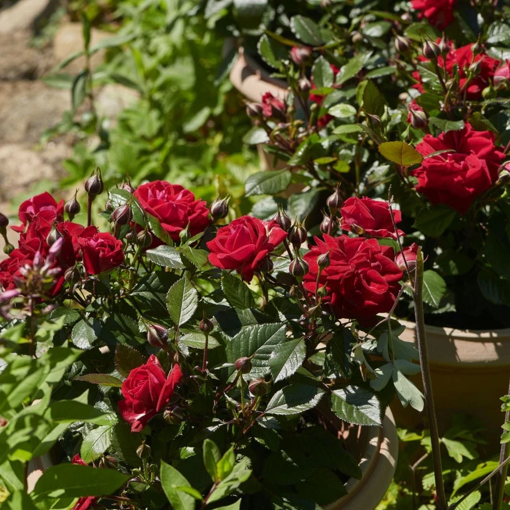 'Parade Karla' Patio Shrub Rose - Image 4