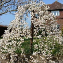 Dwarf Weeping Yoshino Cherry | Prunus Yedoensis 'Ivensii'
