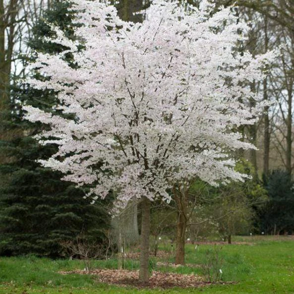 The Bride Cherry Blossom Tree | Prunus Incisa - Image 2
