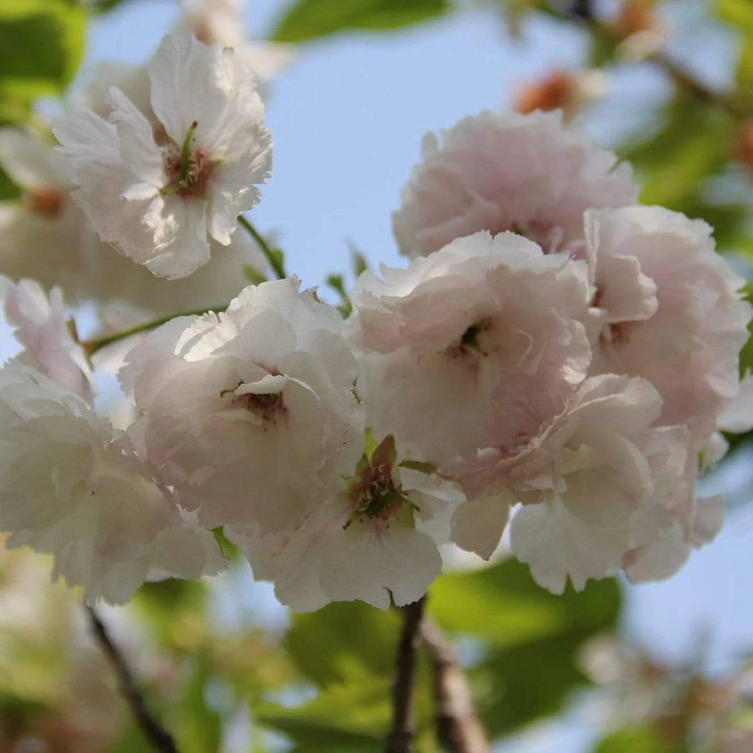 Blushing Bride Cherry Blossom Tree | Prunus 'Shogetsu'