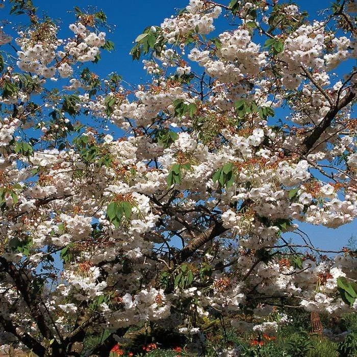 Blushing Bride Cherry Blossom Tree | Prunus 'Shogetsu' - Image 2